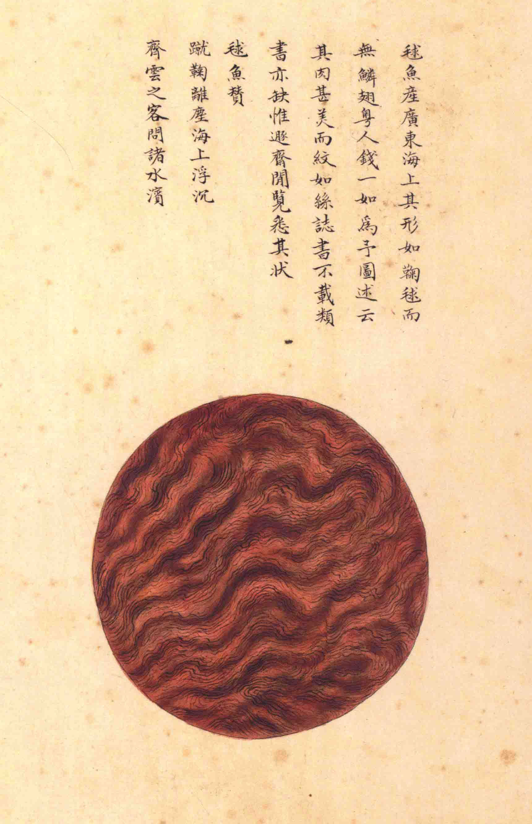 《海错图》绘画中的海底世界