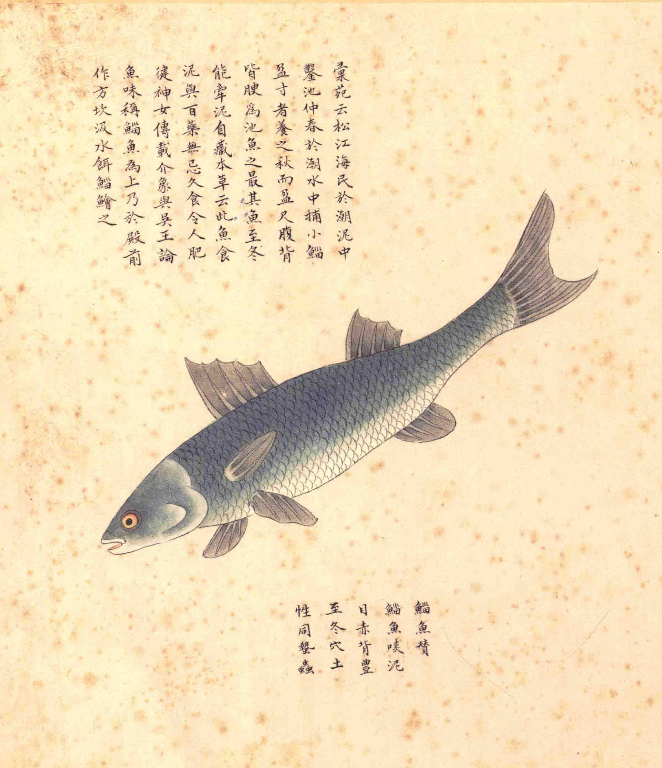 《海错图》绘画中的海底世界