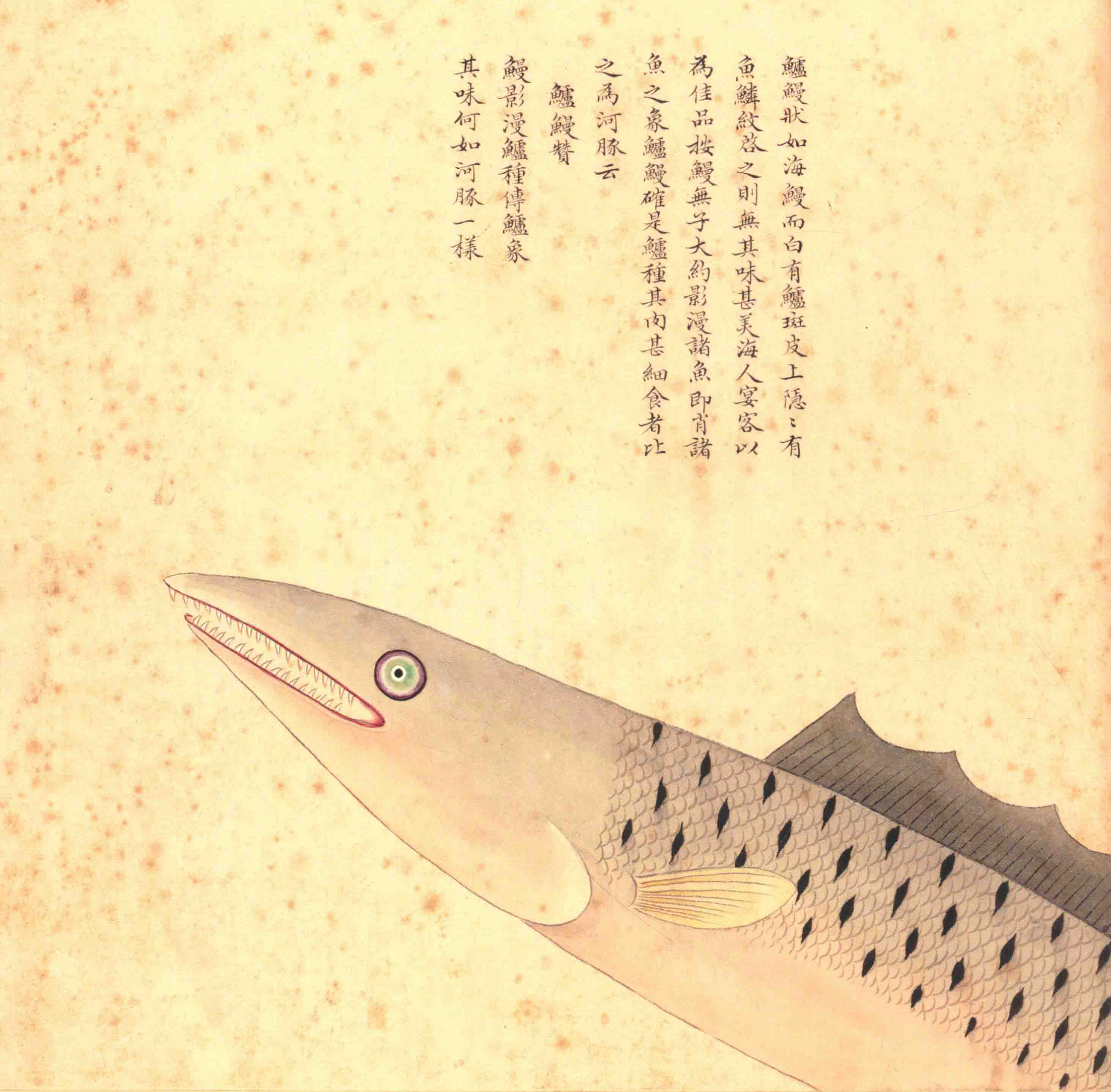 《海错图》绘画中的海底世界