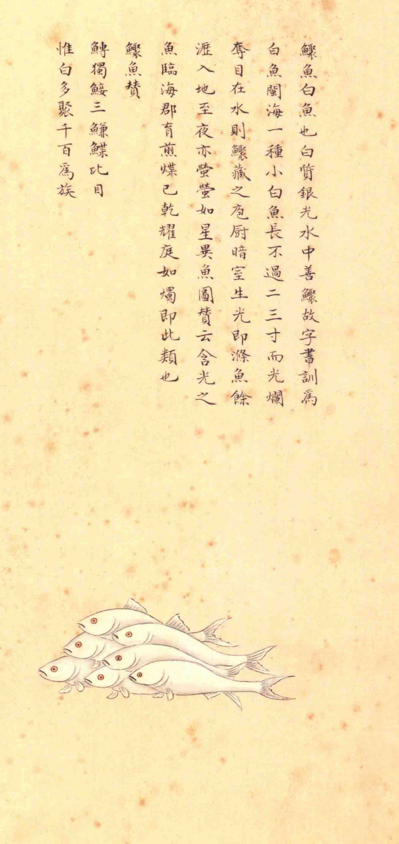 《海错图》绘画中的海底世界