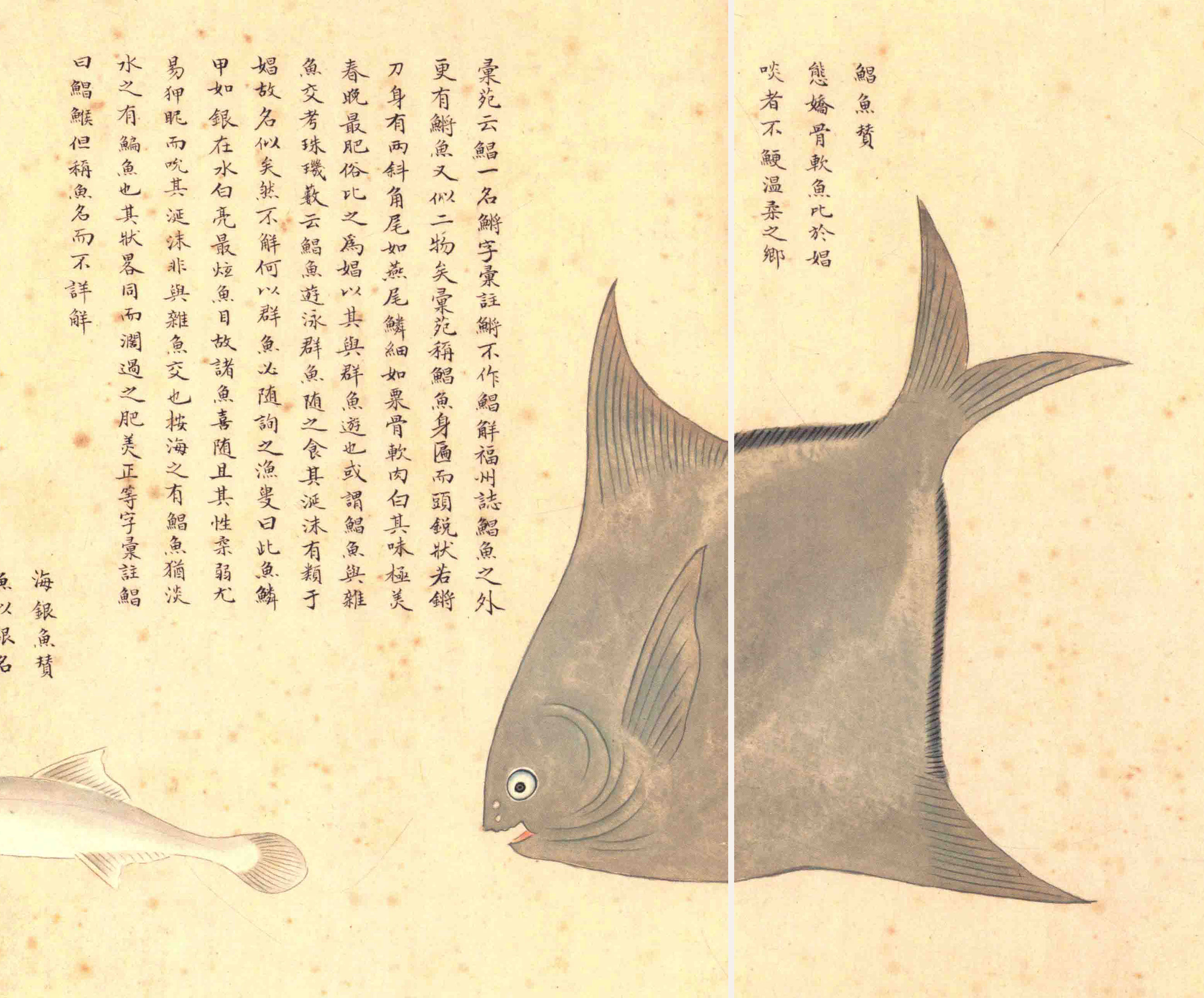《海错图》绘画中的海底世界