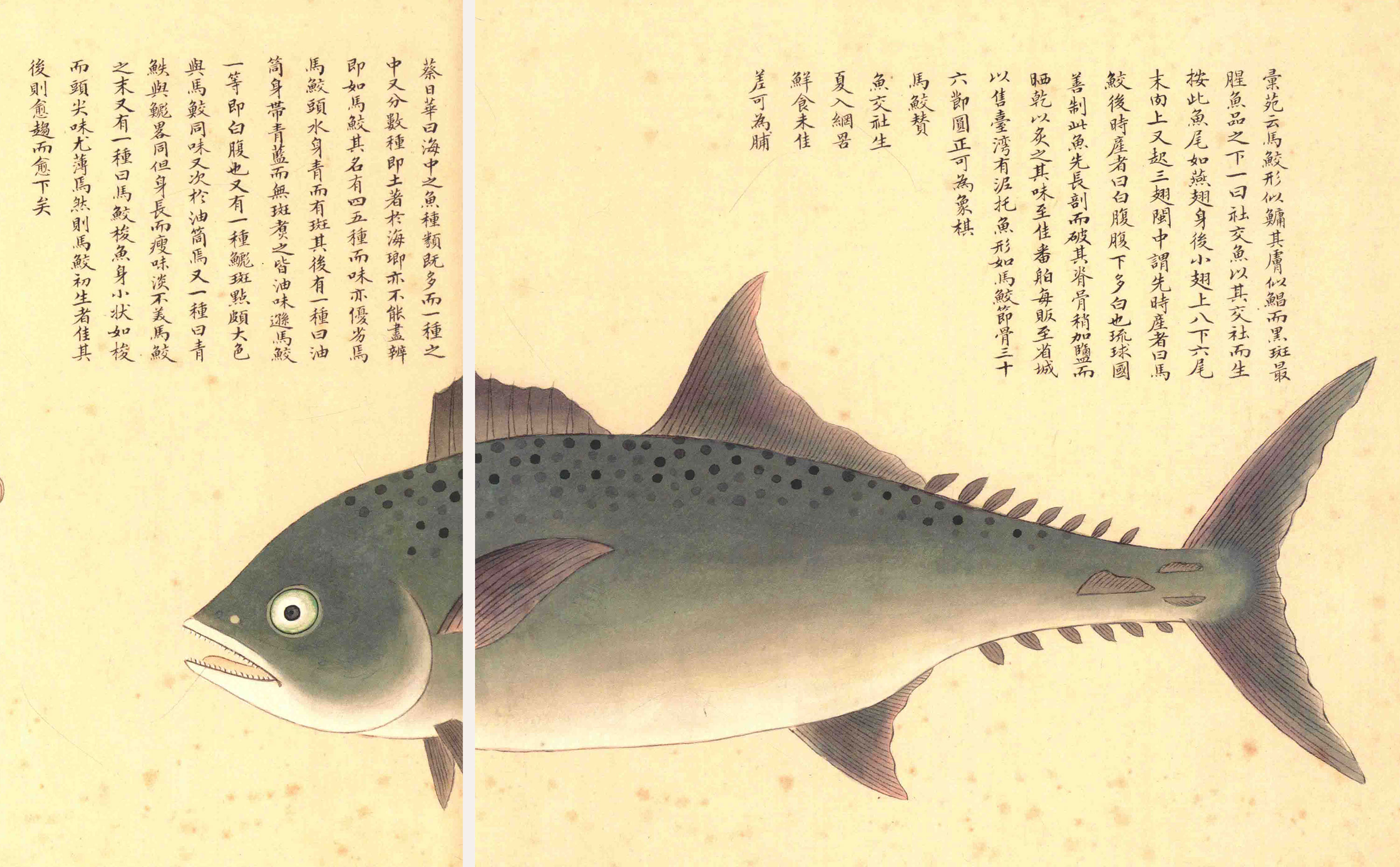 《海错图》绘画中的海底世界
