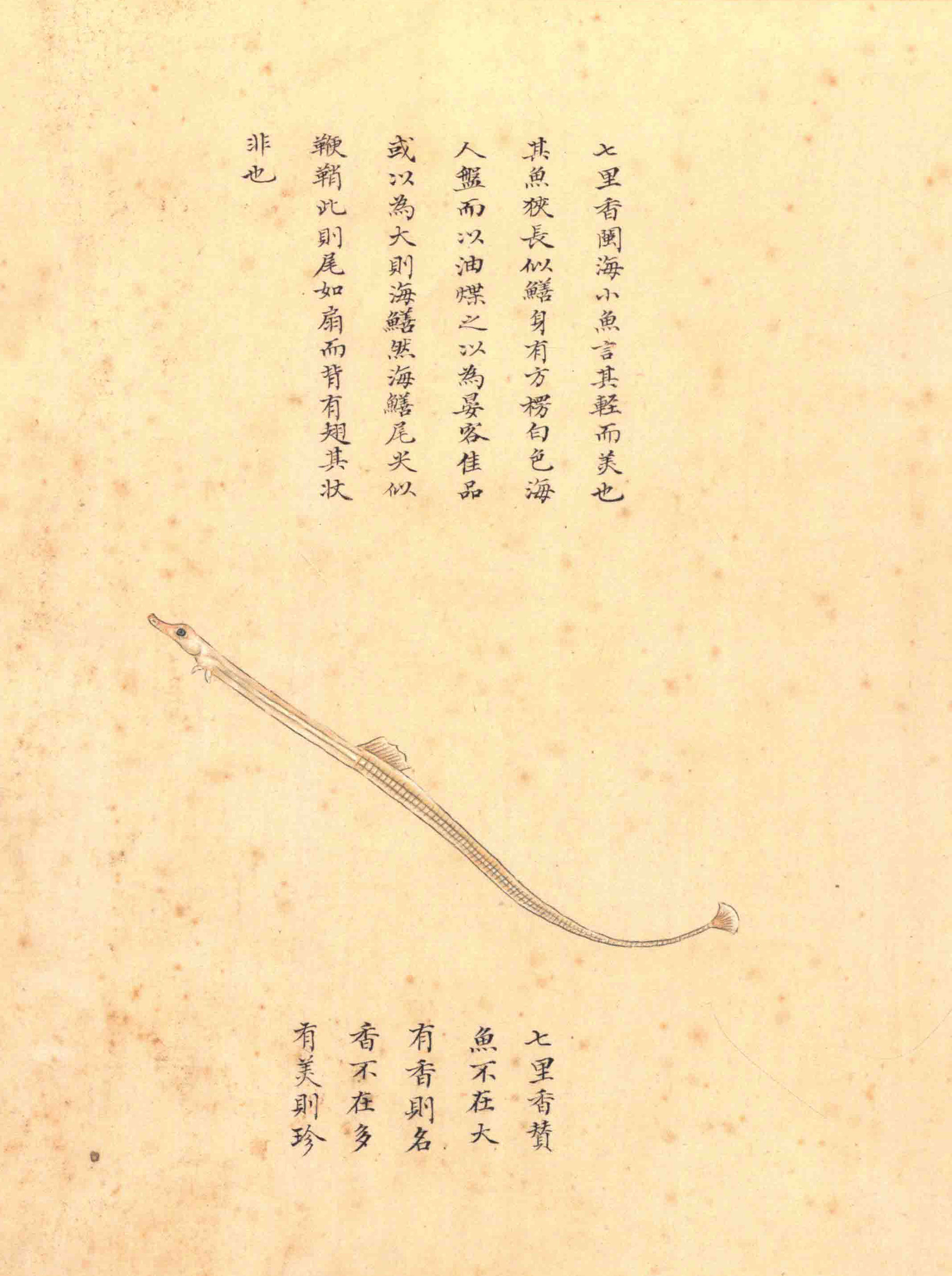 《海错图》绘画中的海底世界