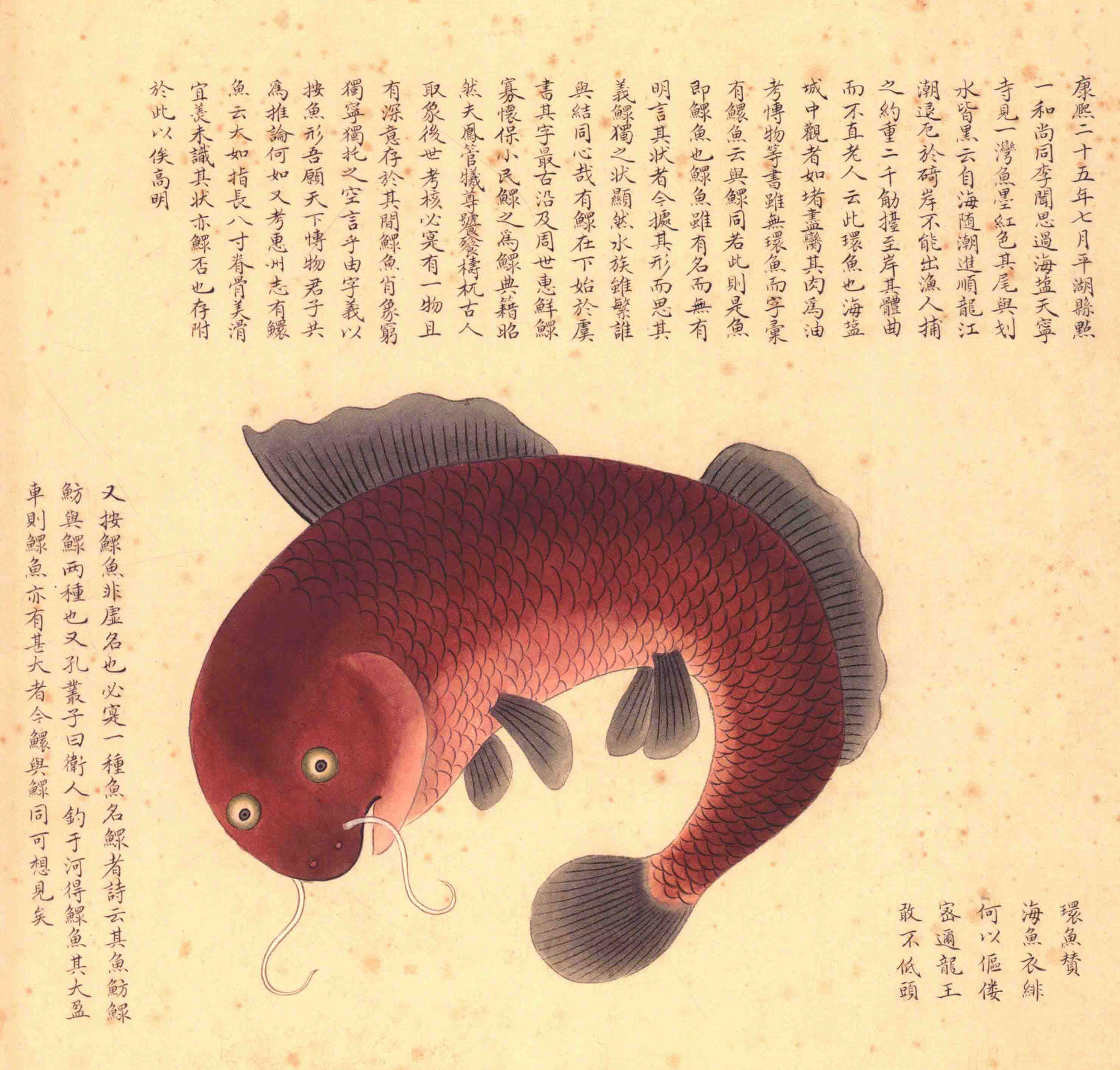 《海错图》绘画中的海底世界