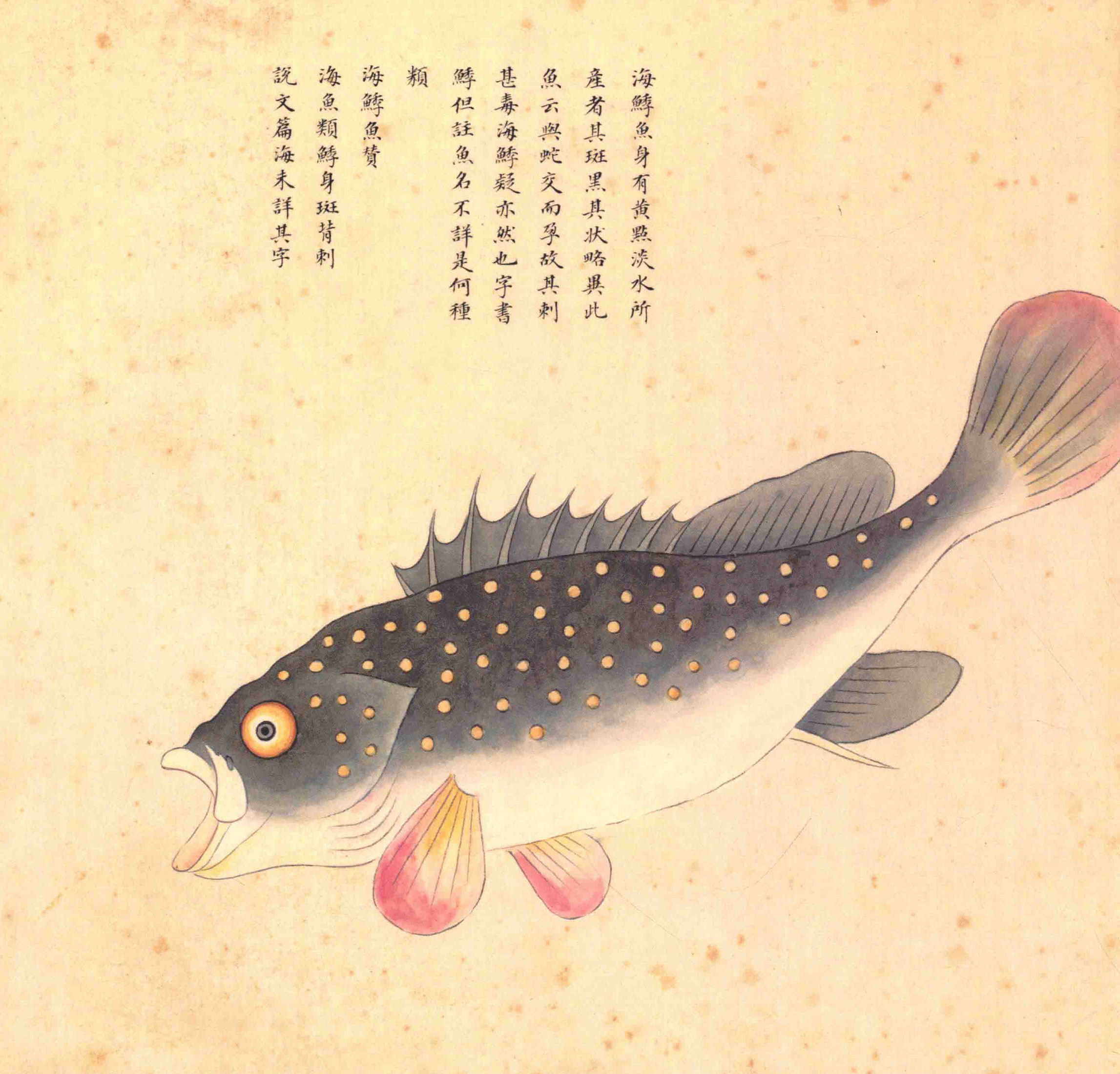 《海错图》绘画中的海底世界
