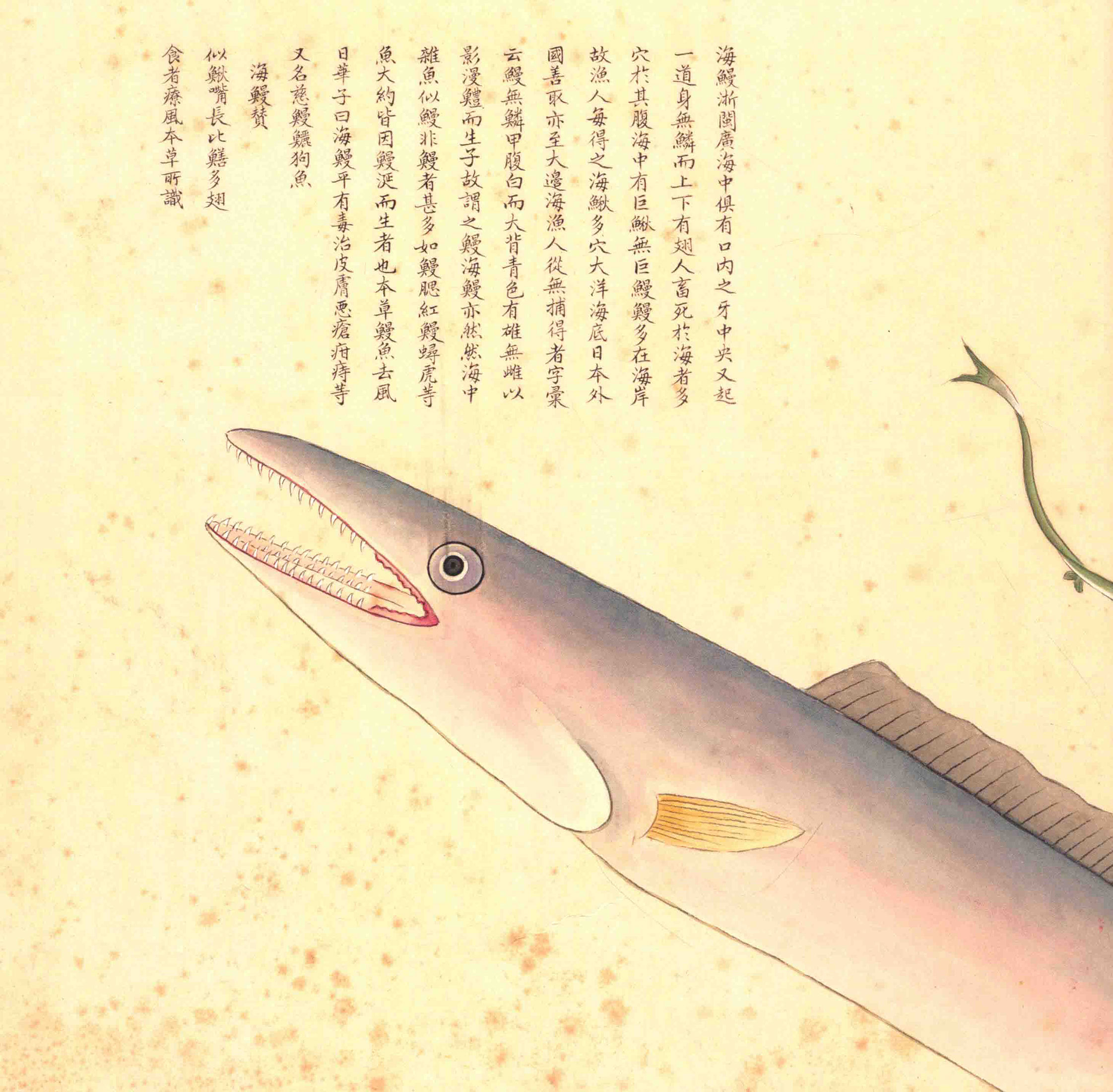 《海错图》绘画中的海底世界