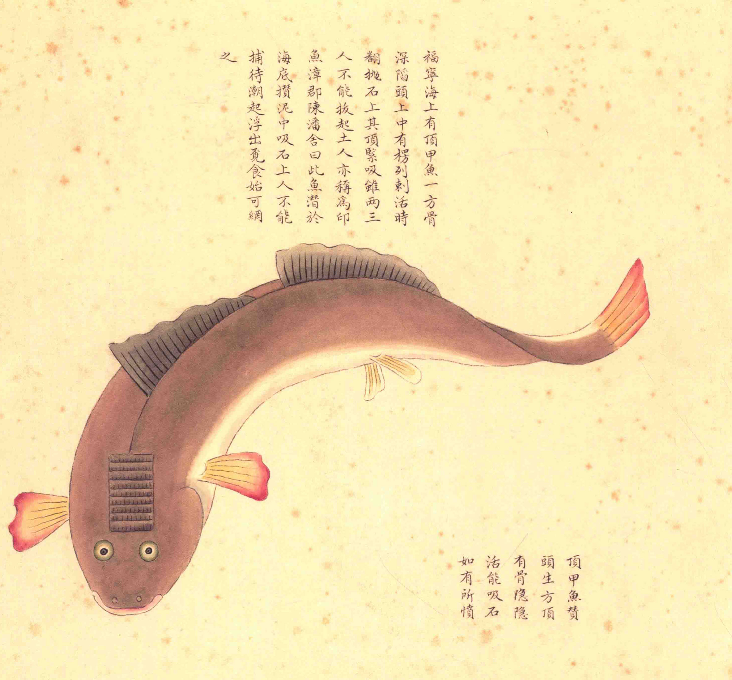 《海错图》绘画中的海底世界