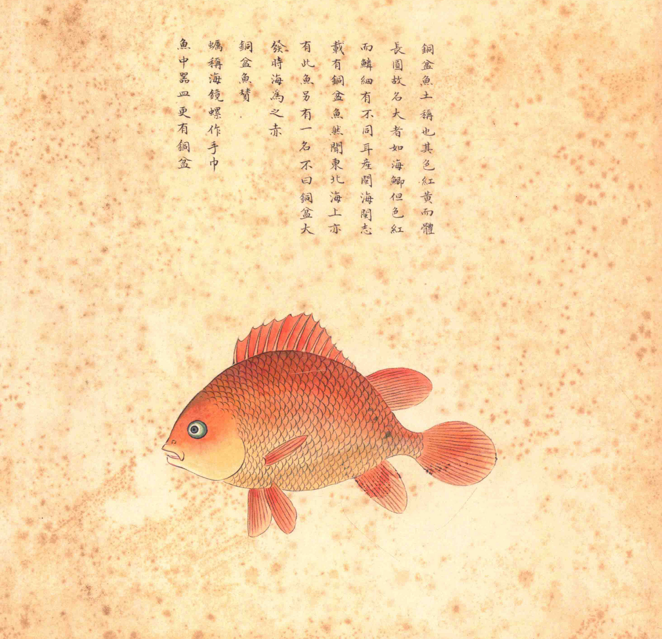 《海错图》绘画中的海底世界