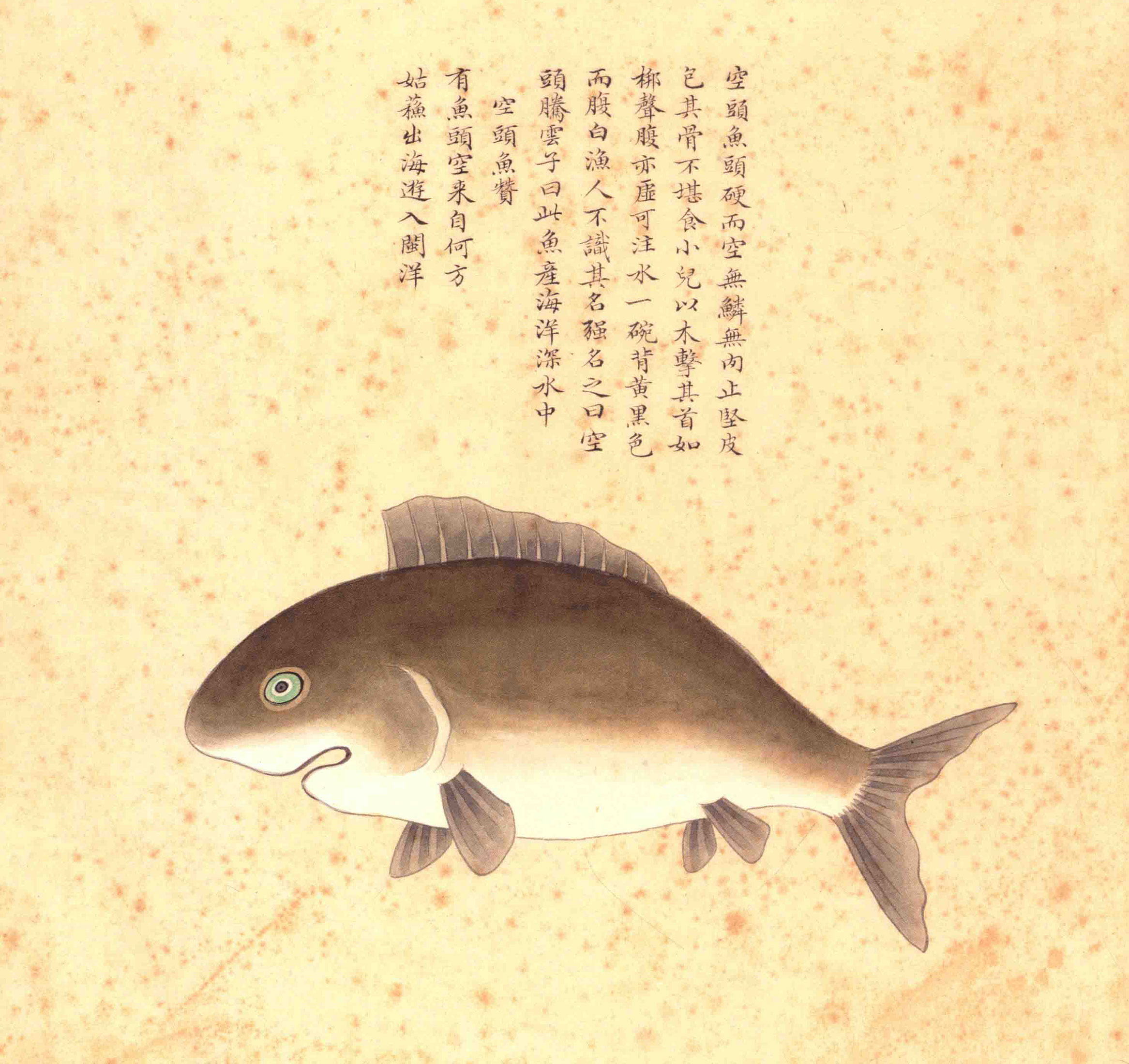 《海错图》绘画中的海底世界