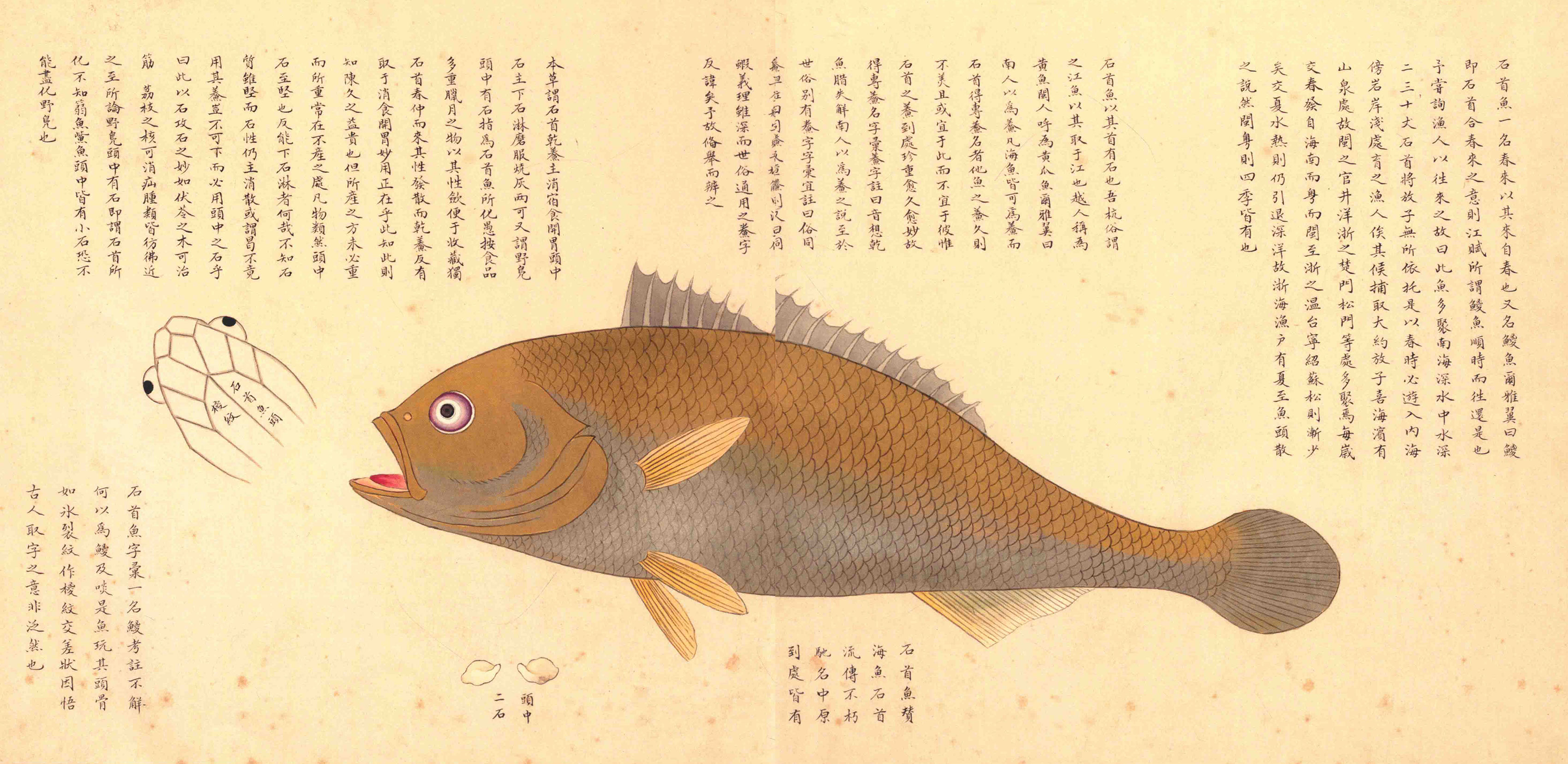 《海错图》绘画中的海底世界