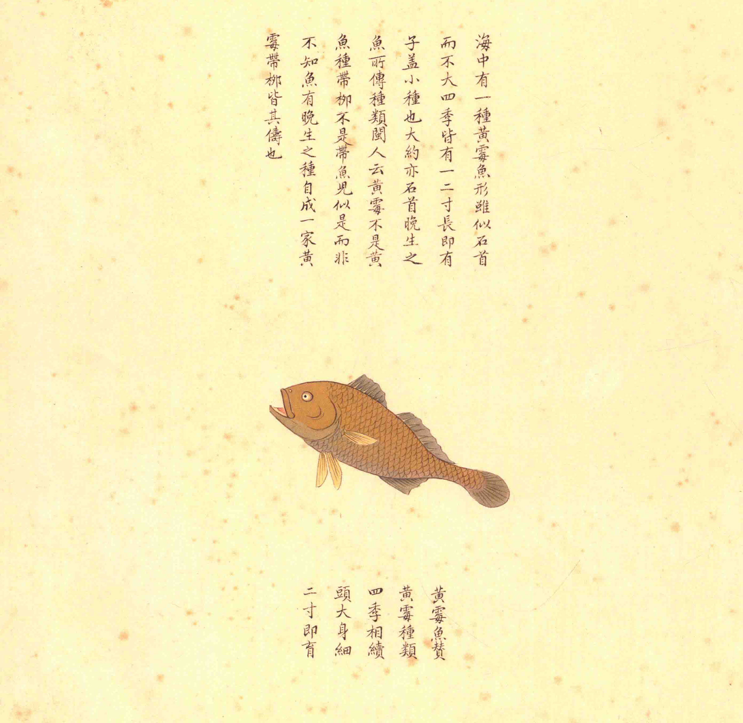 《海错图》绘画中的海底世界