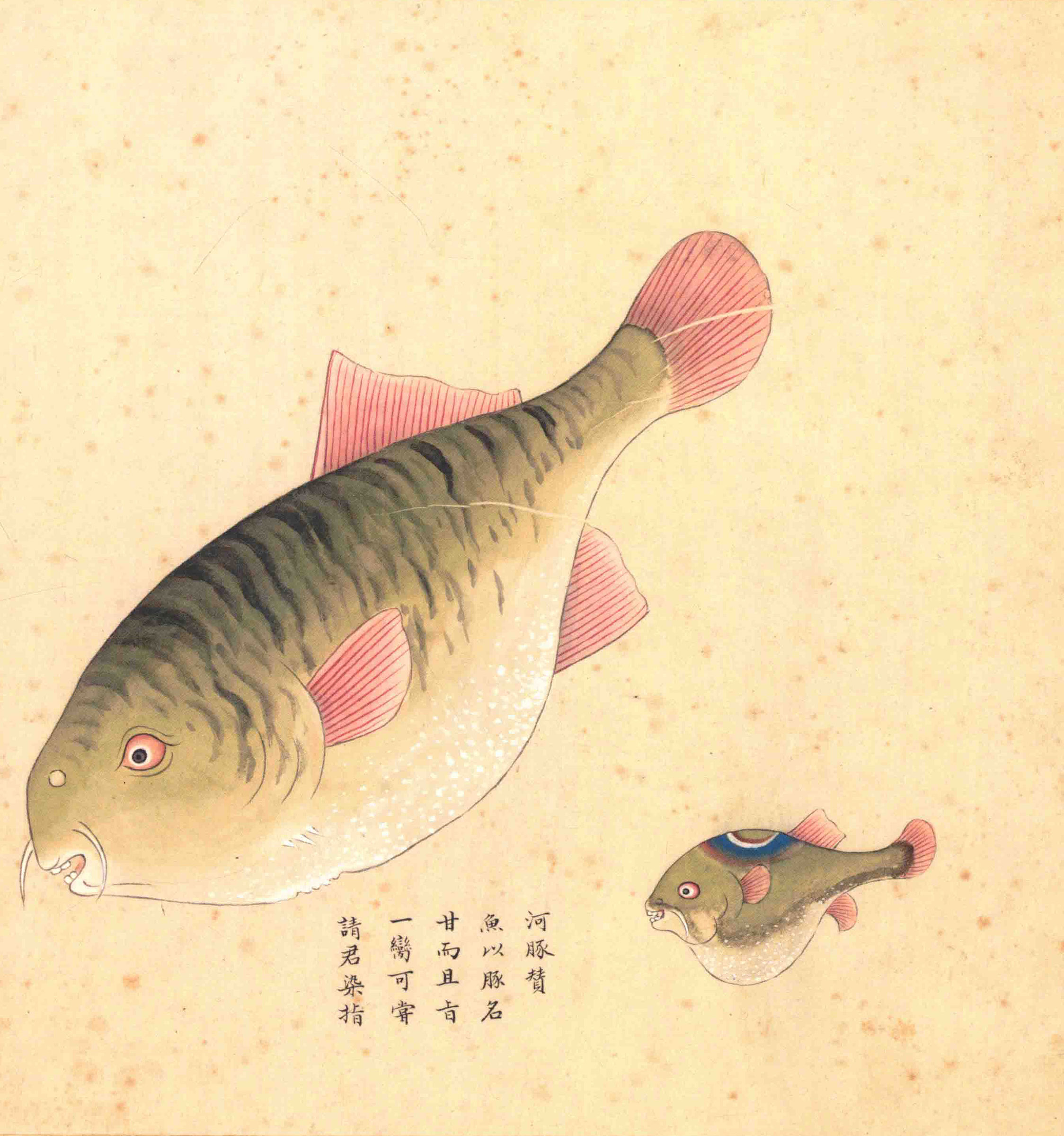 《海错图》绘画中的海底世界