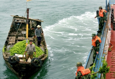 满载浒苔的渔船运向登陆舰