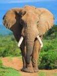 大象日记第一季 : 第3集 迷失小象的新生活