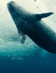 BBC：海洋 : 第1集 科提兹海