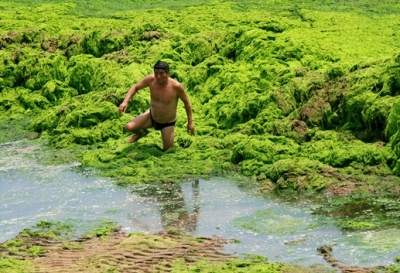 一名游泳者从浒苔堆积处爬出