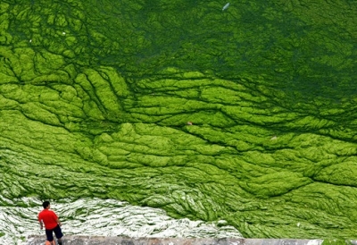 一名游客在被浒苔覆盖的青岛第六海水浴场前驻足观看