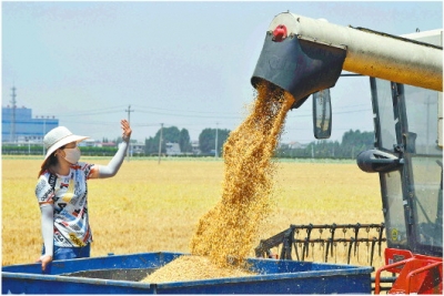 沃野千重麦浪 小麦丰收在望 去年山东省粮食产业经济工业总产值全国第一