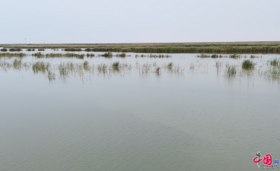 【中国梦·黄河情】述评： 黄河文化辽阔绽放 齐鲁大地动力滚滚