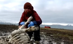 北极发现200具驯鹿尸体 死因为饥饿