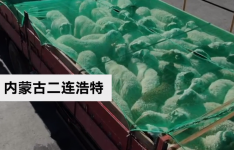 羊真的来啦！航拍蒙古国赠的首批4000只活羊等待通关现场