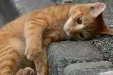 央视呼吁禁止虐动物尽快立法，太原一男子当街虐猫惹怒网友