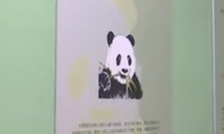 “熊猫时代——揭秘大熊猫的前世今生”北京开展
