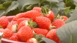 金贵！草莓暴涨七成 韩消费者：撒金粉了？