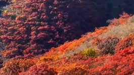 金秋时节 美景如画 红叶漫山 层林尽染