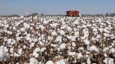 金秋“丰”景 新疆阿克苏：740万亩棉花迎来采收季