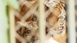 苏州三只东北虎宝宝出生满百天 动物园网上征名