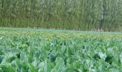 金秋“丰”景 新疆：100余万亩冬储蔬菜陆续采摘上市