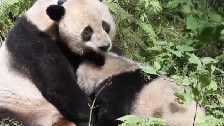 实现新突破 中国大熊猫野外放归11只存活9只