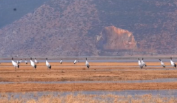 云南迪庆纳帕海国际重要湿地越冬黑颈鹤达510只