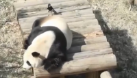 陕西：大熊猫晒太阳被喜鹊“薅”毛