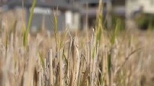 云南勐海：多年生稻抽出新叶 扩种万亩降本增效
