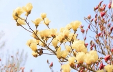 一园春色已备好 | 济南植物园第十七届百花展启幕