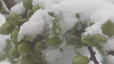 山西长治：降雪影响农业生产 果农损失严重