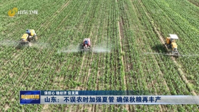 强信心 稳经济 促发展丨山东：不误农时加强夏管 确保秋粮再丰产