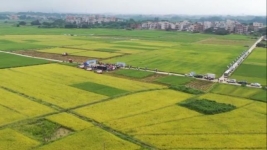 广东1303万亩早稻陆续开始收割