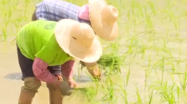 广东深圳 培育新型海水稻品种