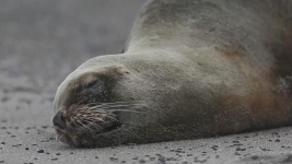 阿根廷暴发高致病性禽流感 约50只海狮死亡
