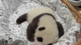 莫斯科动物园为大熊猫“丁丁”幼崽做体检