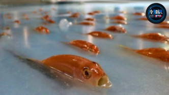 溜冰场“冰封”5000条鱼！4个糟糕的广告创意，费力不讨好！
