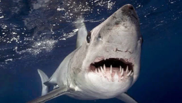 为什么鲨鱼不主动攻击海豚，也不吃海豚呢？鲨鱼表示有苦说不出