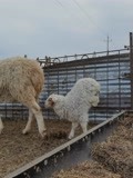 太震撼！残疾小羊两腿悬空行走，能钻洞能跪行存活了40天！