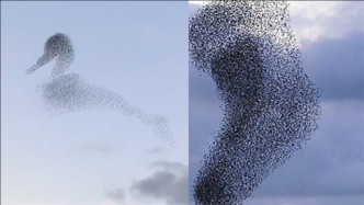 “鸭子”上天了？英国椋鸟群飞奇观：队形酷似戏水的鸭子
