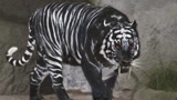 罕见的黑色老虎，全球只有一只，网友：挖完煤回来的？