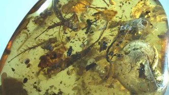 罕见！一块琥珀含40余种生物：集齐一亿年前“海陆空”