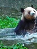 世上现存最年长熊猫迎38岁生日 为大熊猫喂养带来更强信心